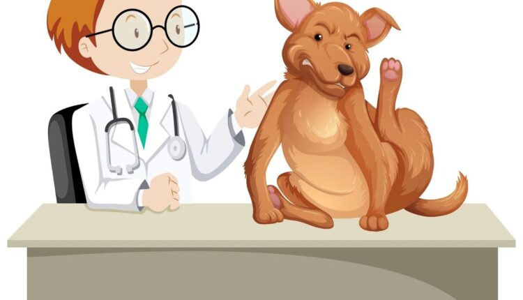 facts about veterinarians