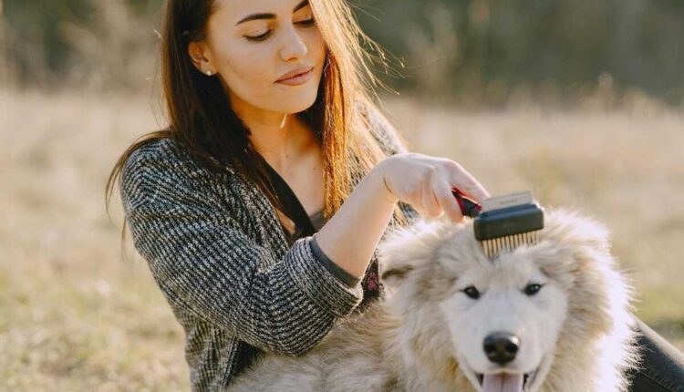 top in your puppy’s checklist