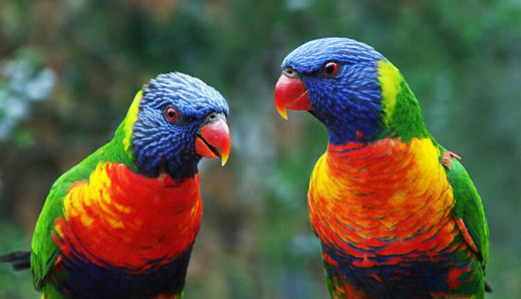talking parrots for sale