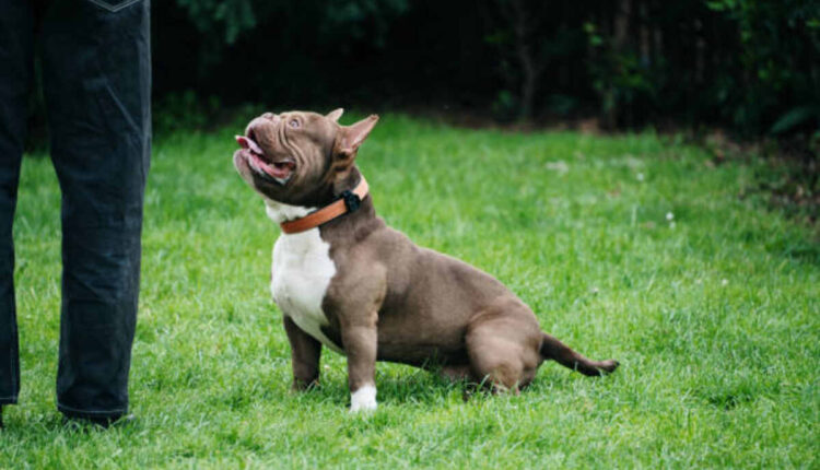 bully dog for sale