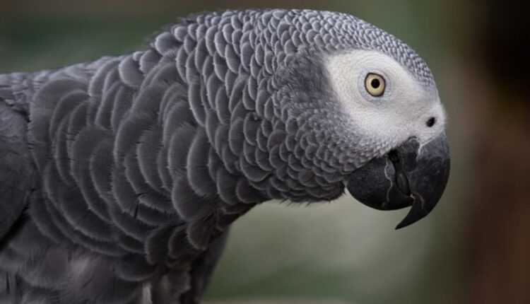 How to Take Care of African Grey Parrots