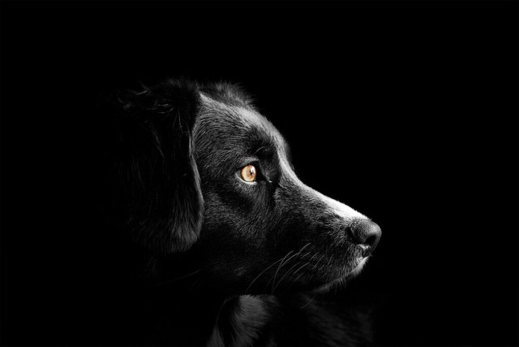 itsaboutdog