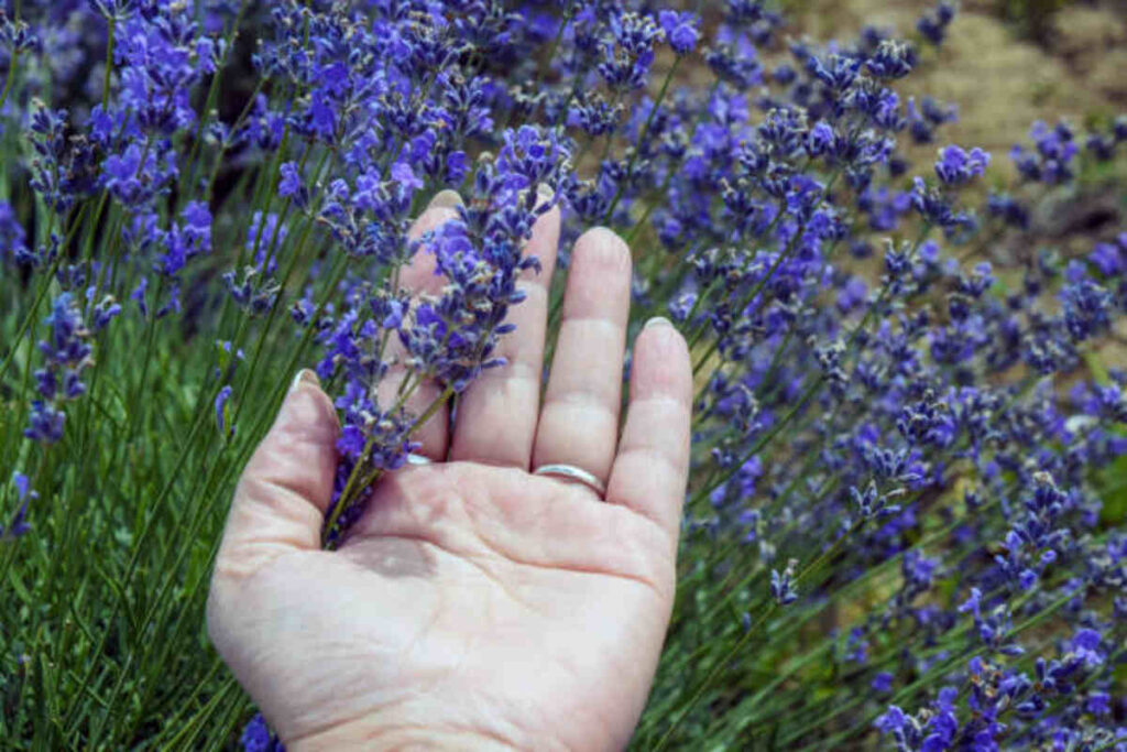 Caring for Your Lavender Plant Tips