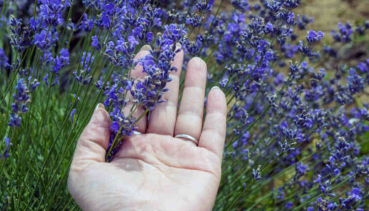 Caring for Your Lavender Plant Tips