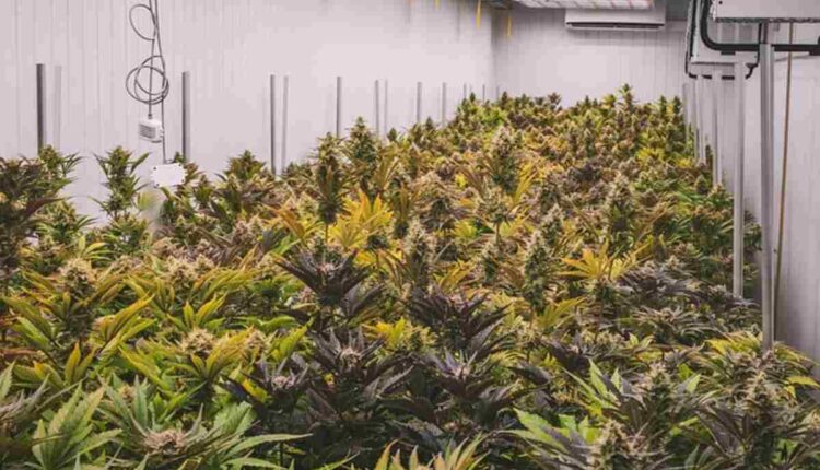 Important things about Using Delta 8 Tinctures