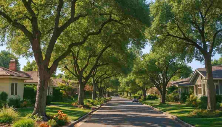Tree Service San Jose