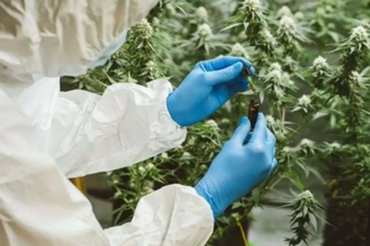 Buy Medical Marijuana Online UK – Find the Best Deal