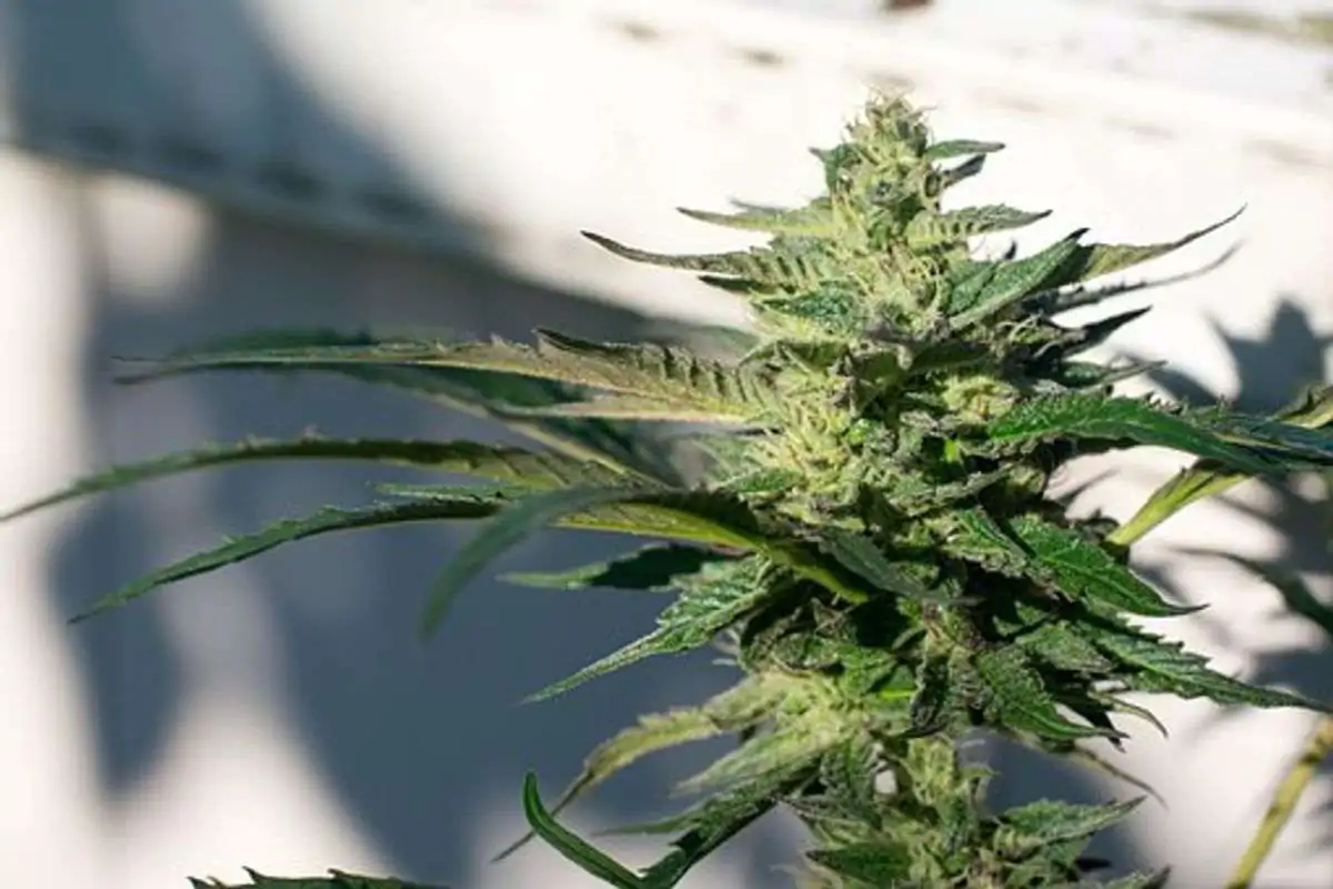 Order katsu bubba kush online