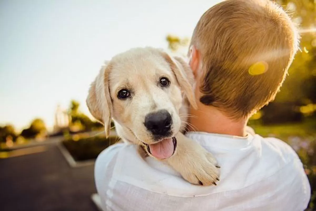 Puppyhub.org