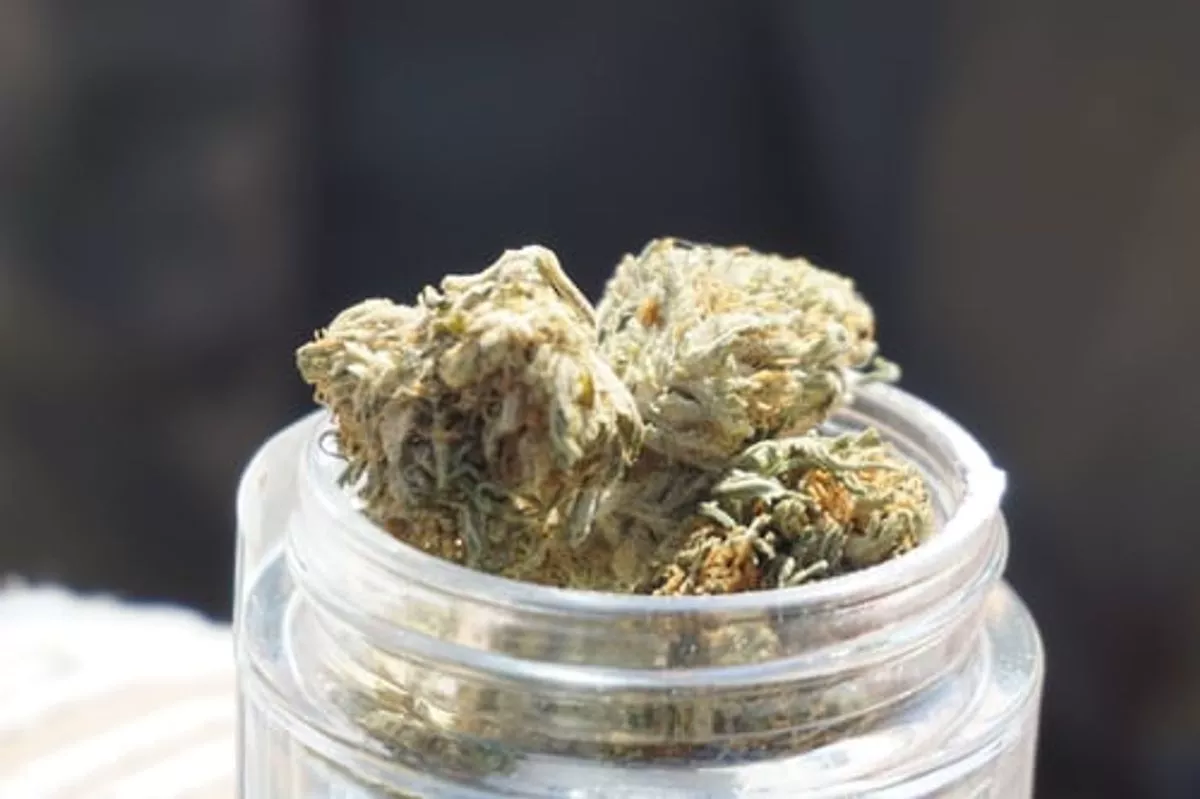 Rainbow Sherbert Strain