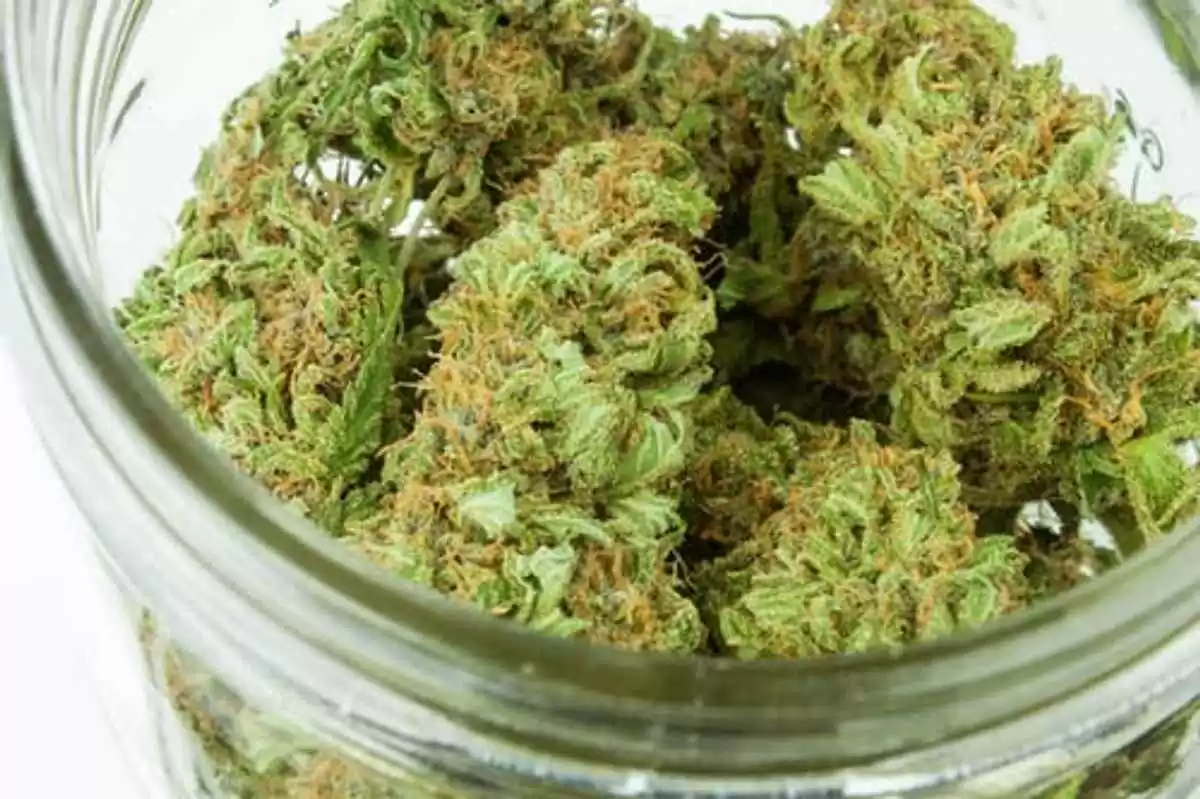 Viper Cookies Strain