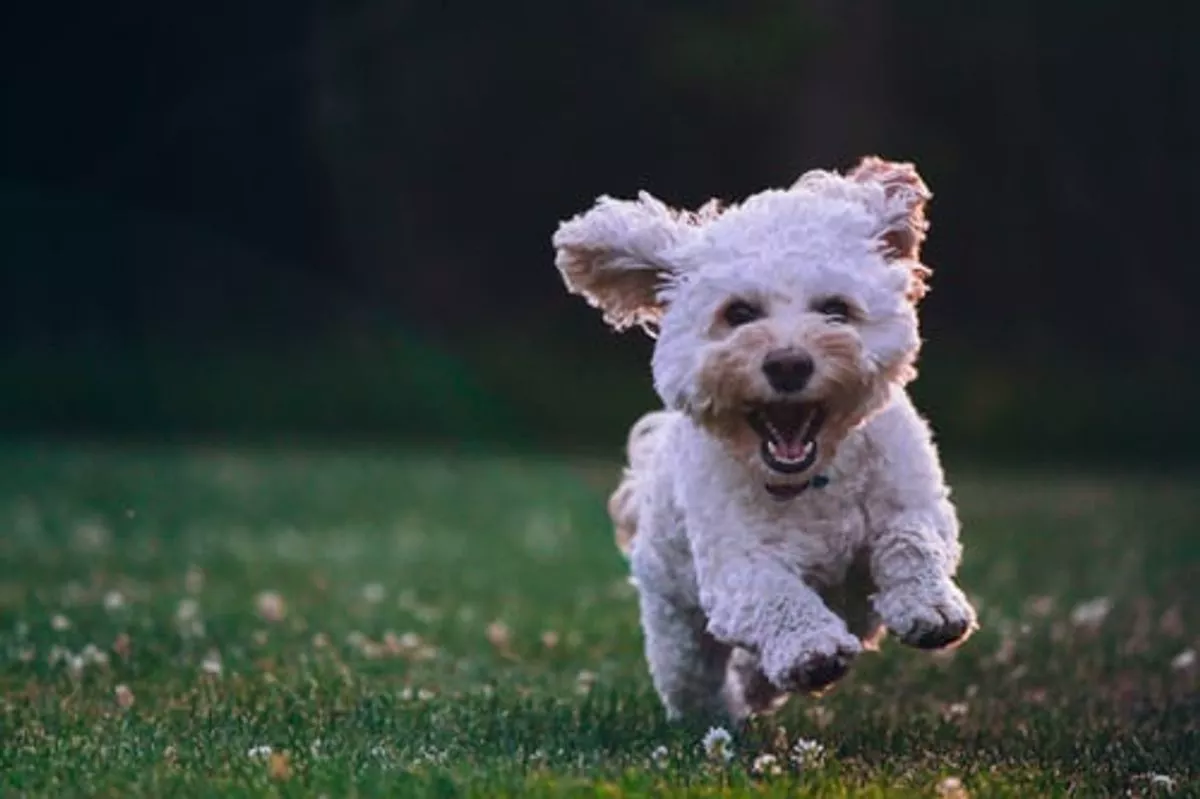 How Does A Dog Growl