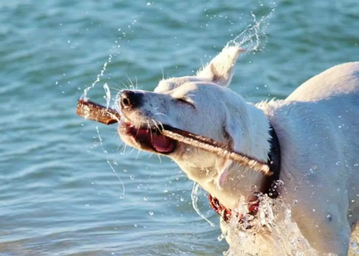 Why Does Dog Shake So Much