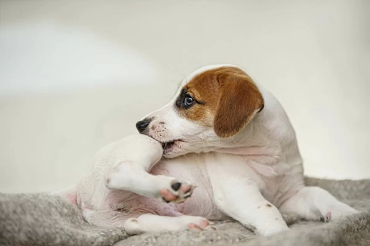 Why Does My Dog Scratch And Bite Himself – The Best Guide