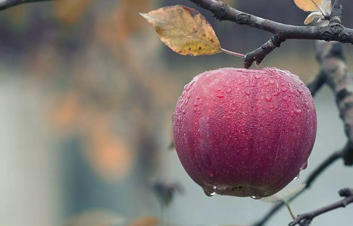 Why Are Apples Good for You