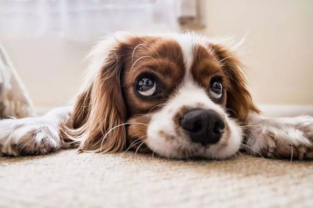 Why It Is So Easy to Love a Dog