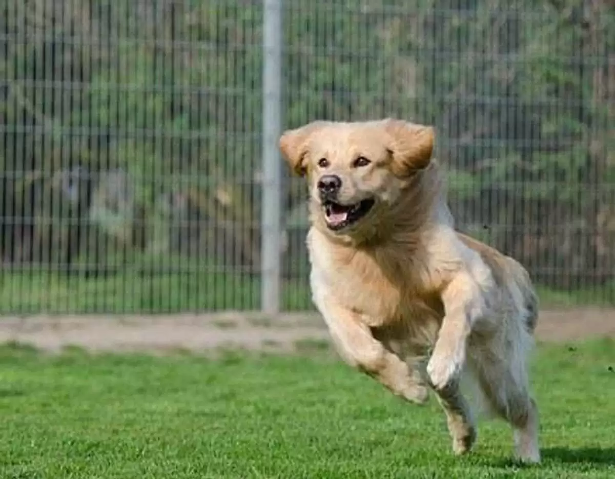 Boarding Your Dog