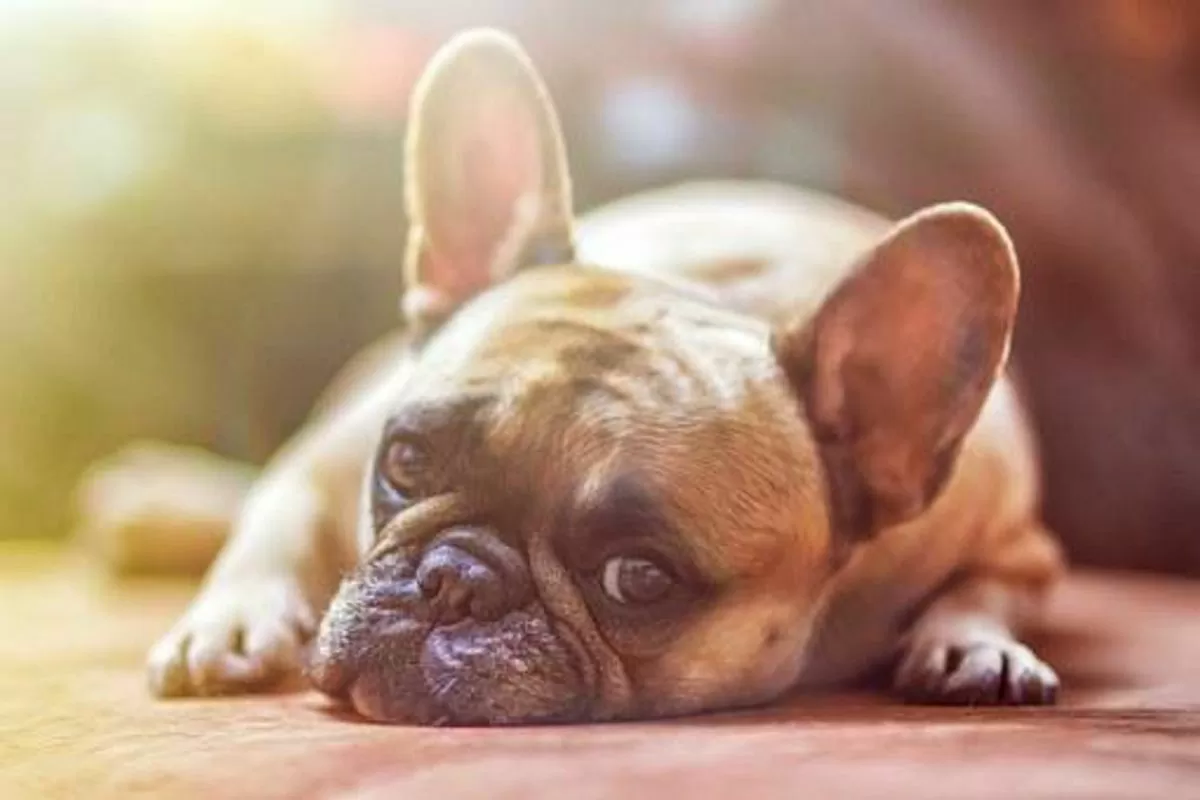 Dog Separation Anxiety