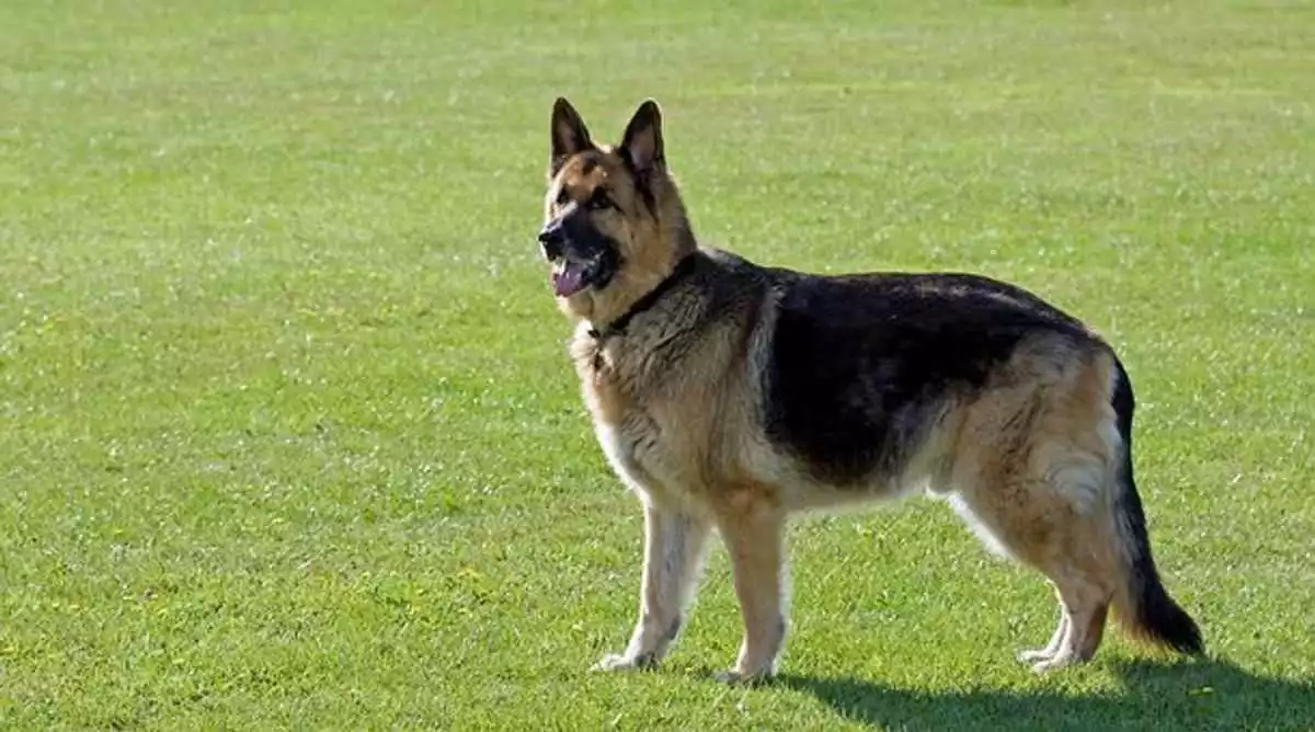 German-born Shepherd Dogs – That which you Really Know About the Dubious “Canto v d Wienerau”?