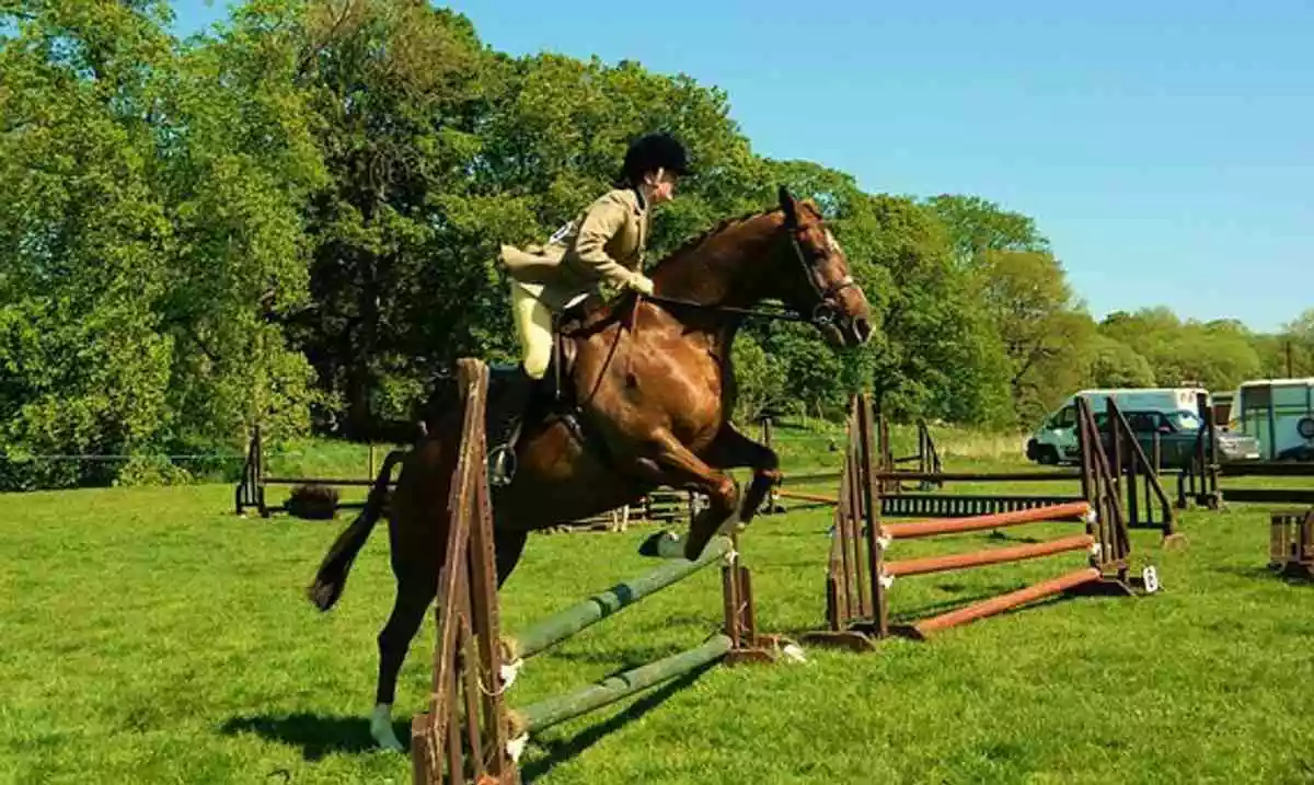 Moose Training – 5 Causes Your New Horse Is Performing Badly and What You Can Do to Repair it Now