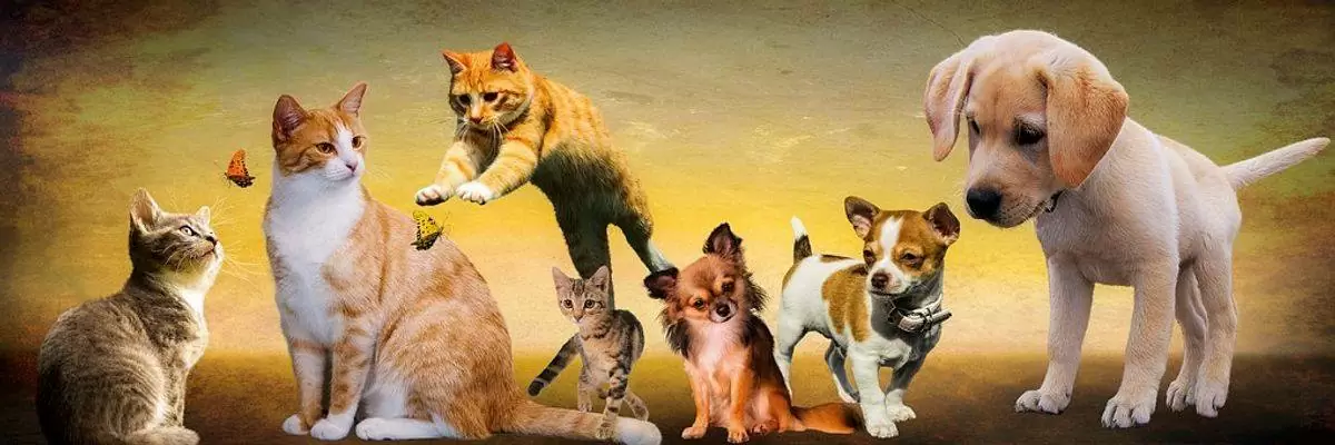 Is Your Cat Or Dog Ill