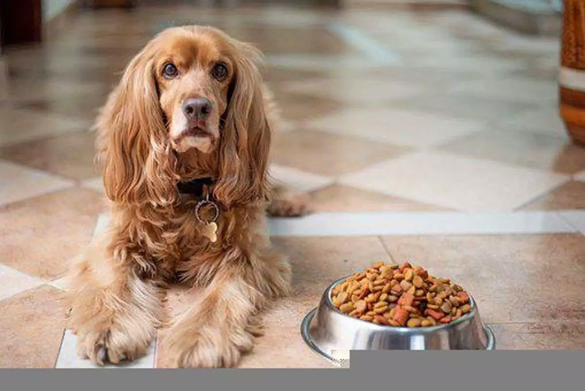 What will you Know About Special Dog Weight loss plans?