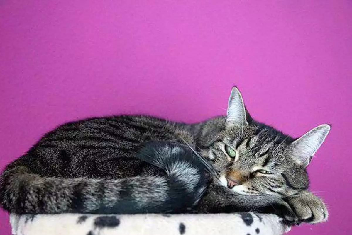 How to proceed About Pet Stress