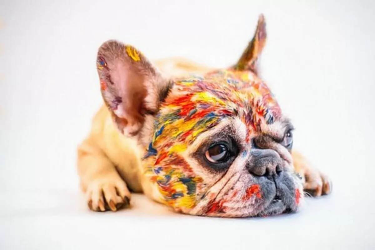 French bulldogs for sale