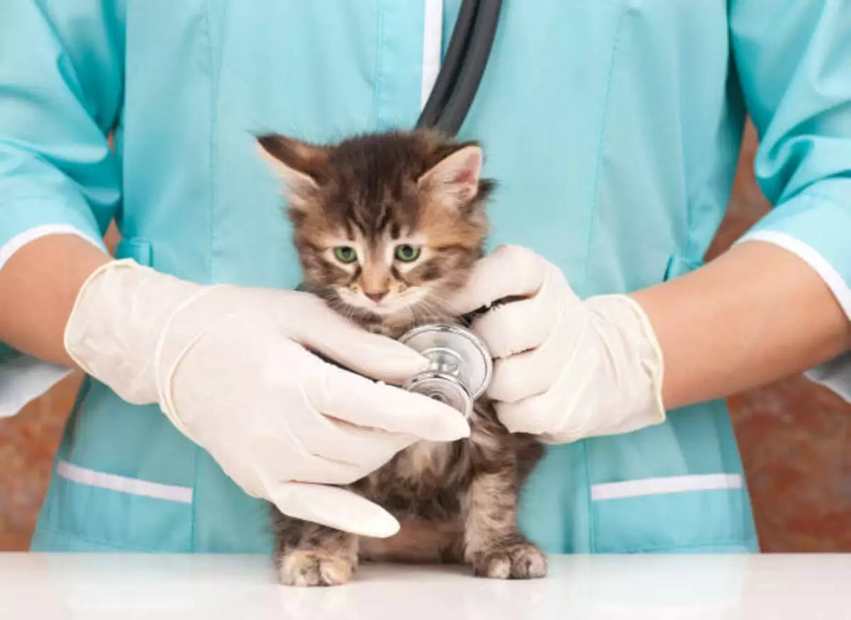 Petplan Pet Insurance Reviews