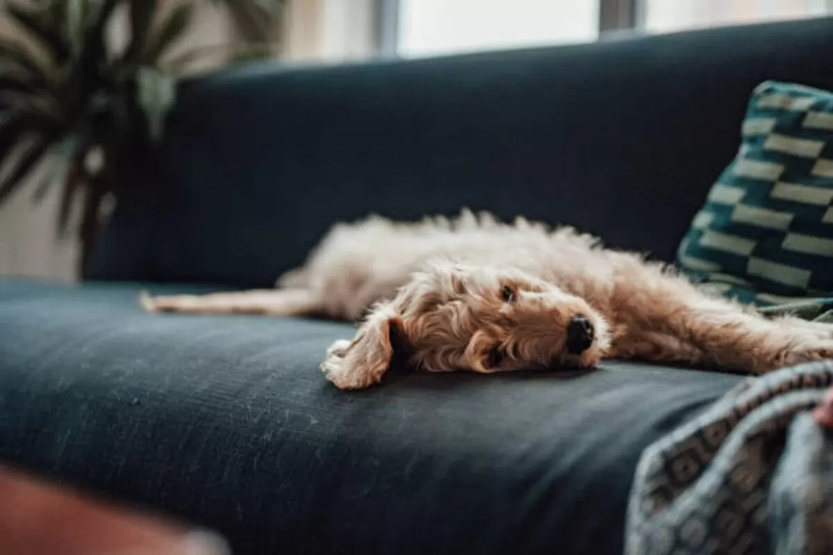 Pumpkin Pet Insurance Reviews