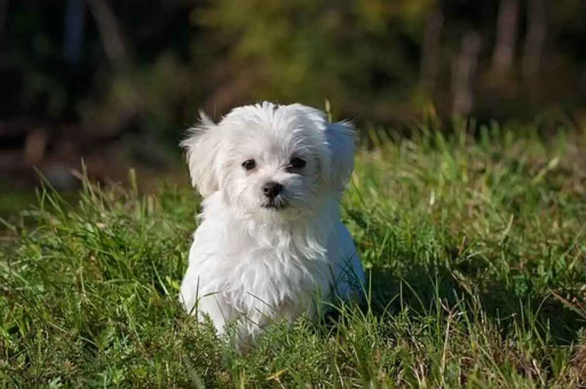 Teacup Maltese puppies for sale under 500 near me