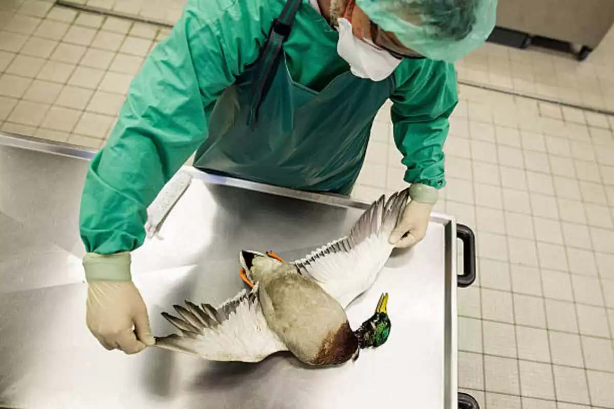 bird flu