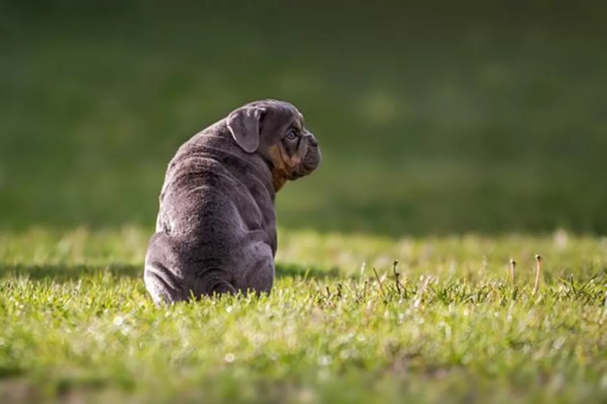british bulldog puppies for sale