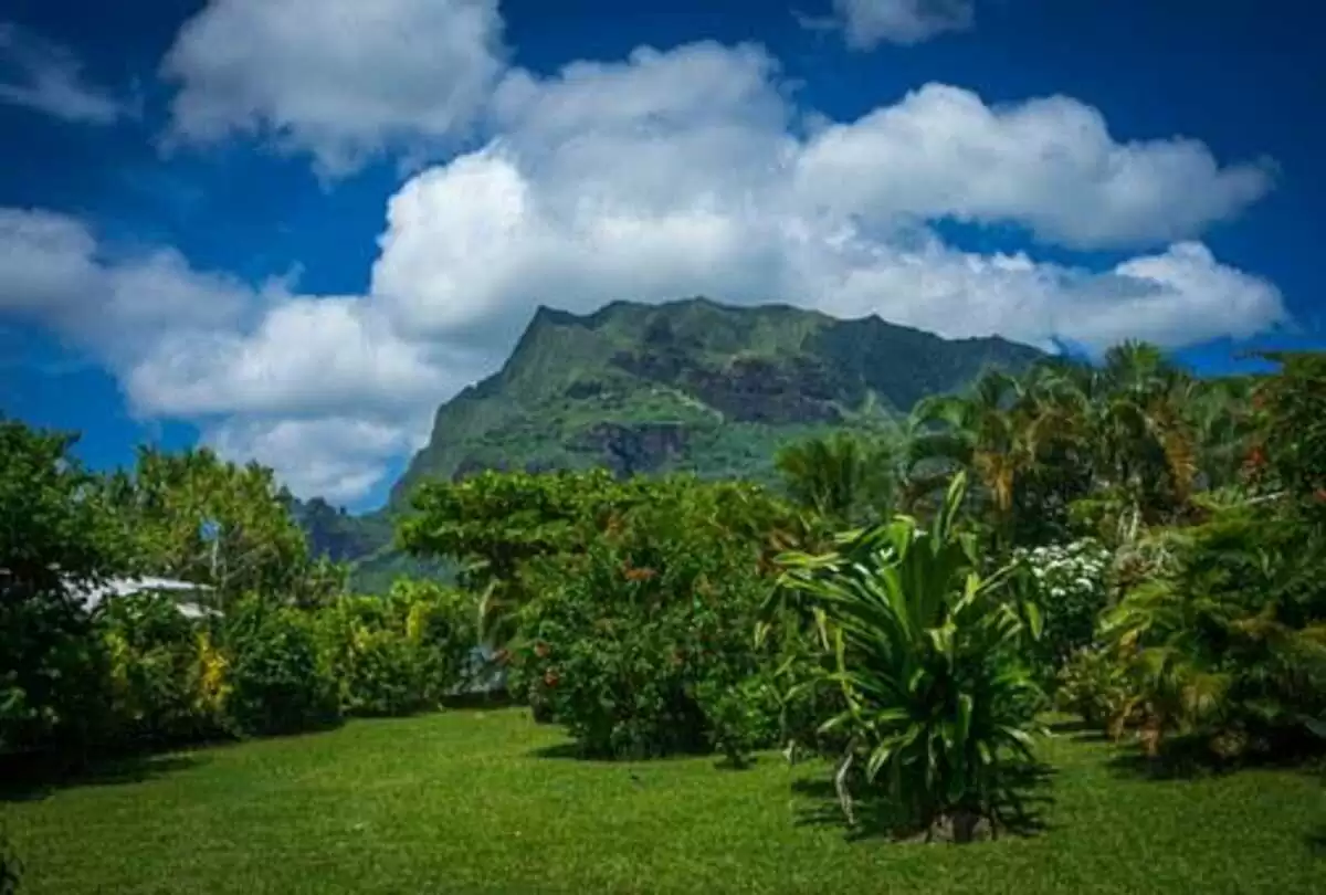 Planting Ideas For a Tropical Garden