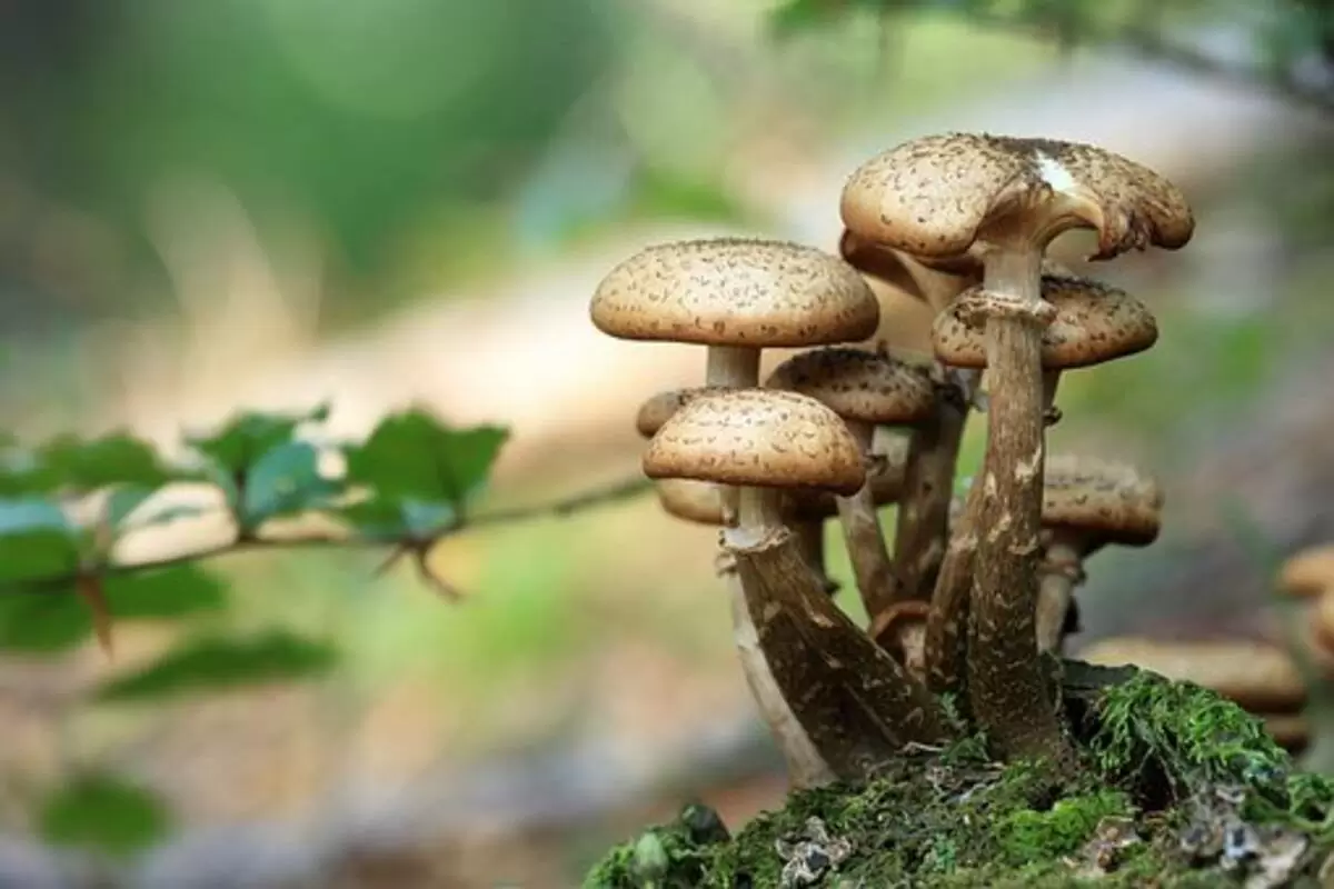 Buy Chitwan Magic Mushrooms Online