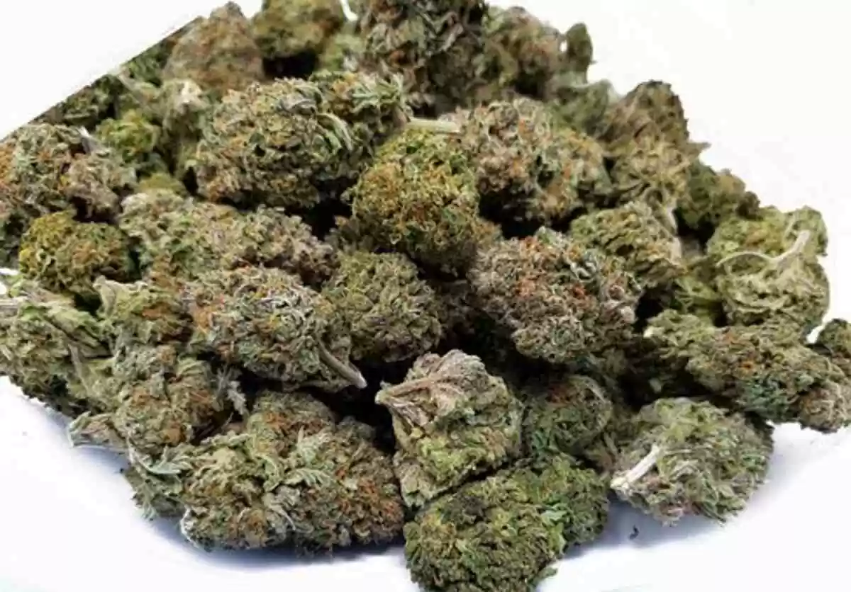 Weed for Treating Pain throughout Pets