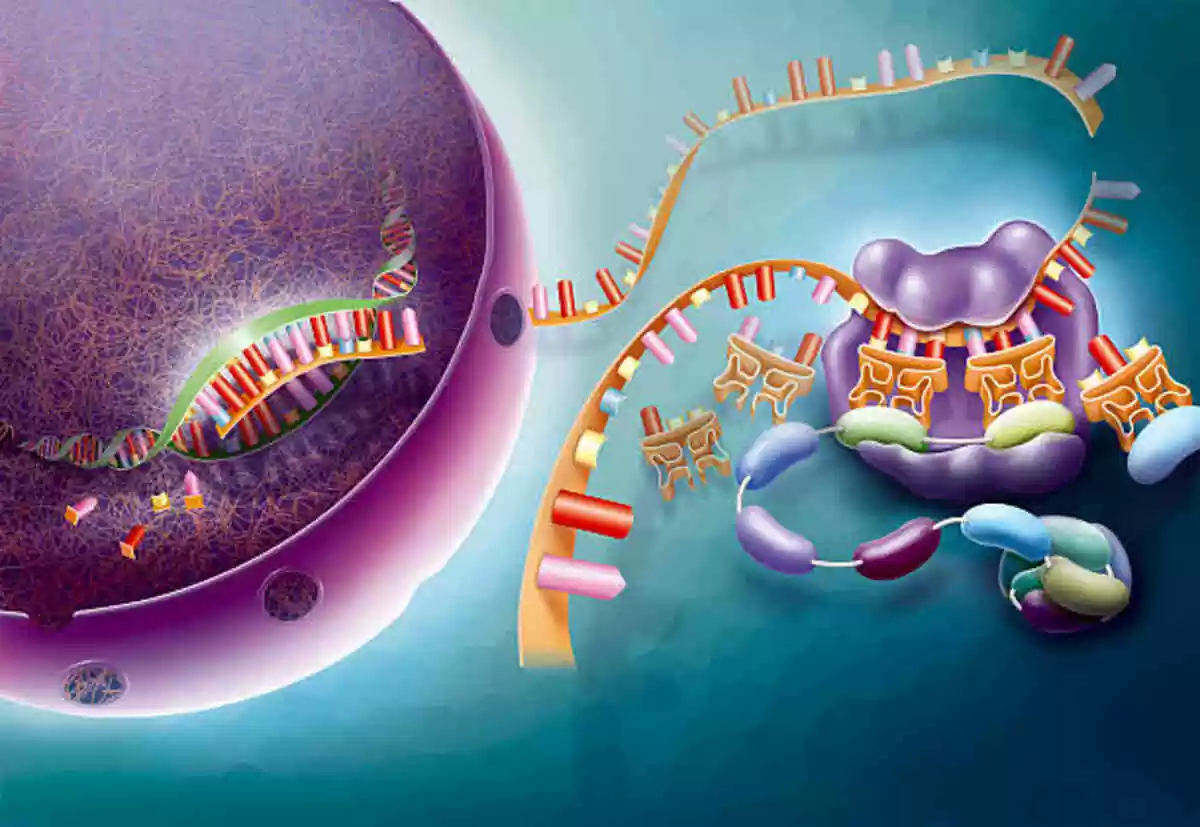 USA peptides