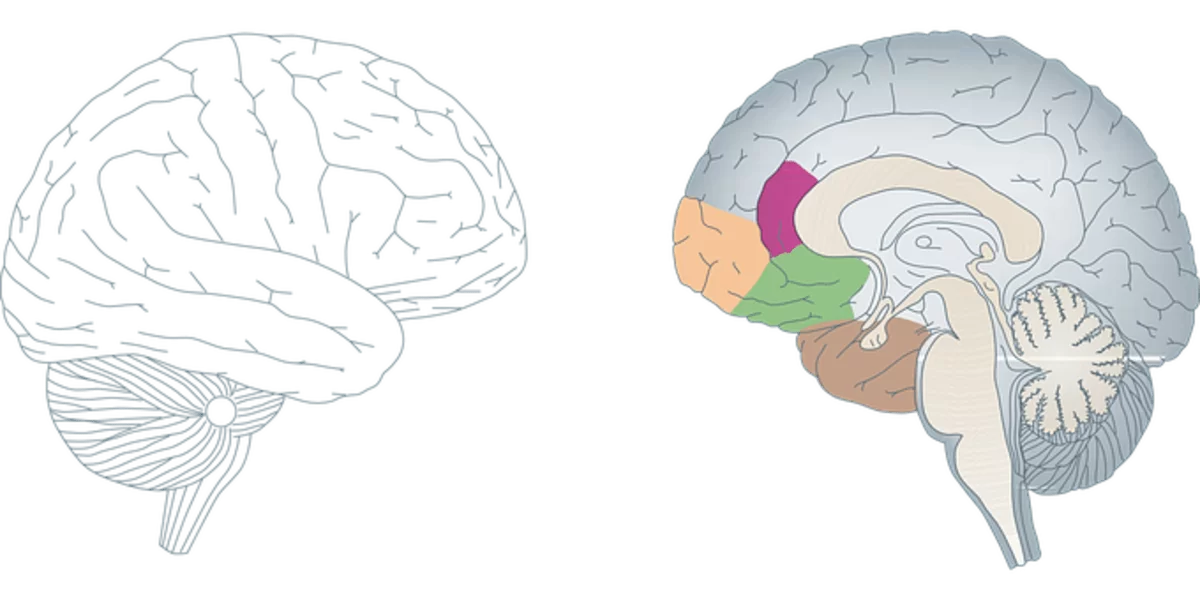 best nootropic stack