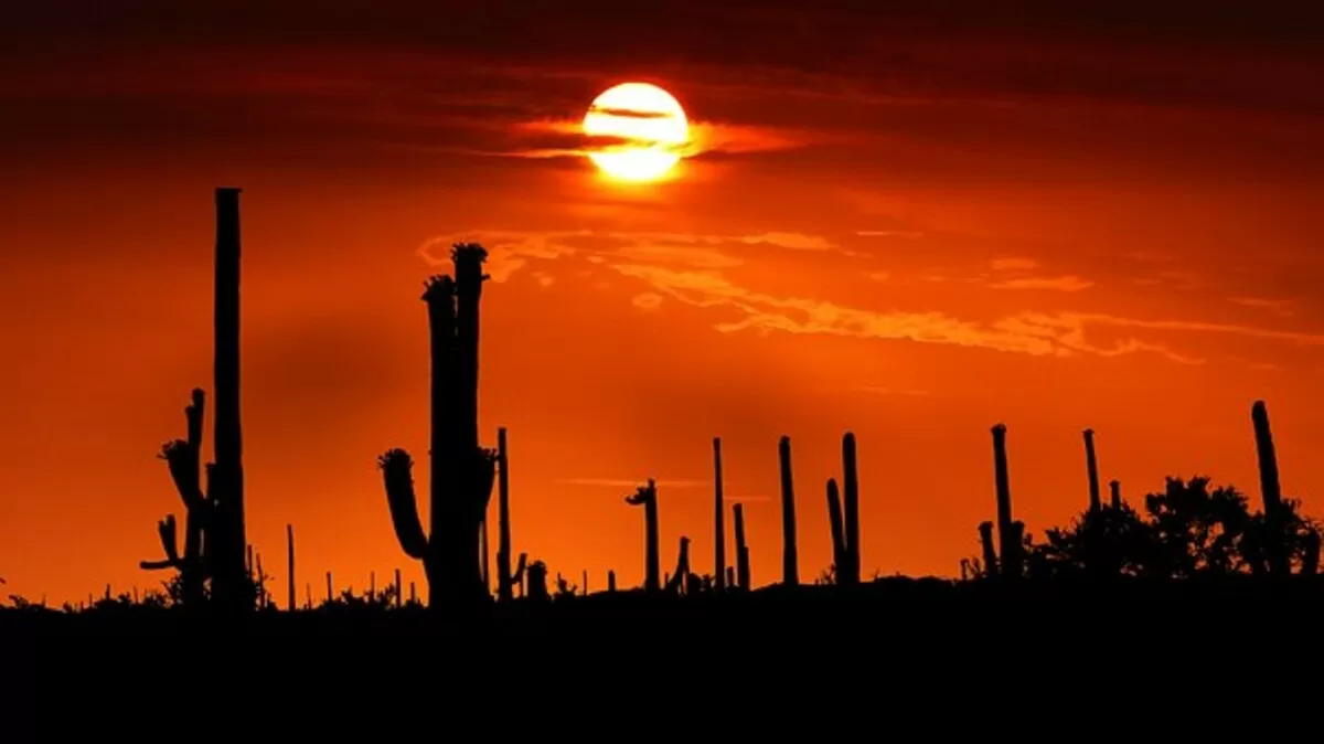 saguaro national park