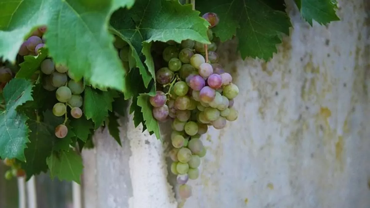 Homemade Wine
