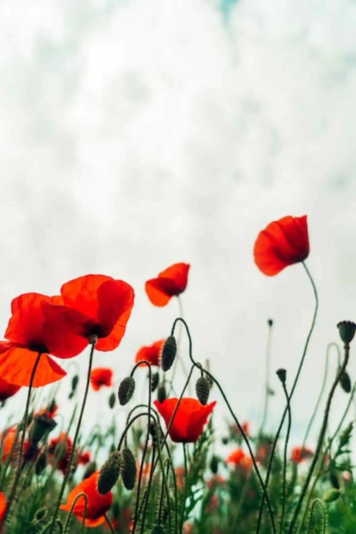 dried poppies for sale