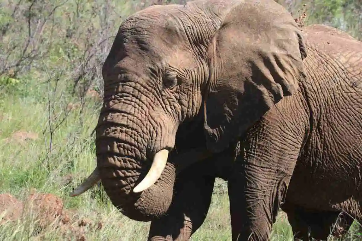 Jaldapara National Park