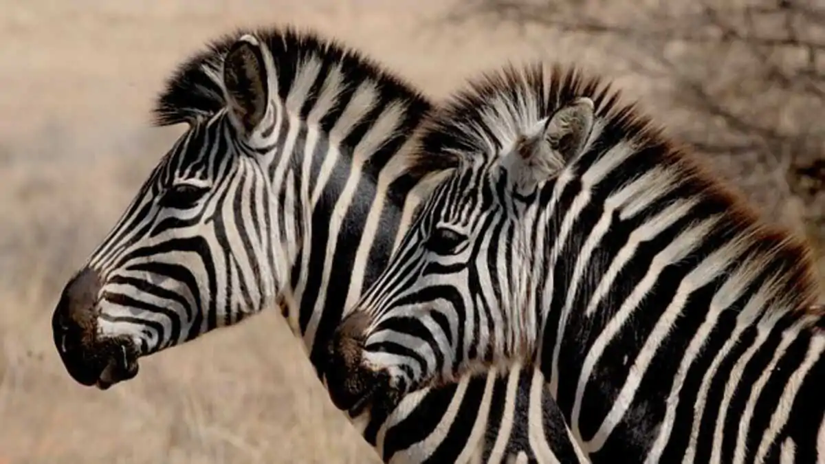 Safari World Tours