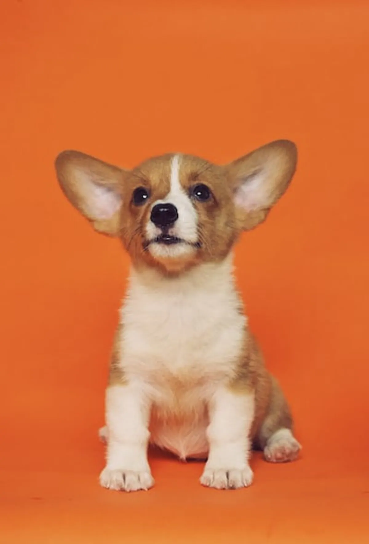 Exploring low-cost pet insurance options for dogs in New York