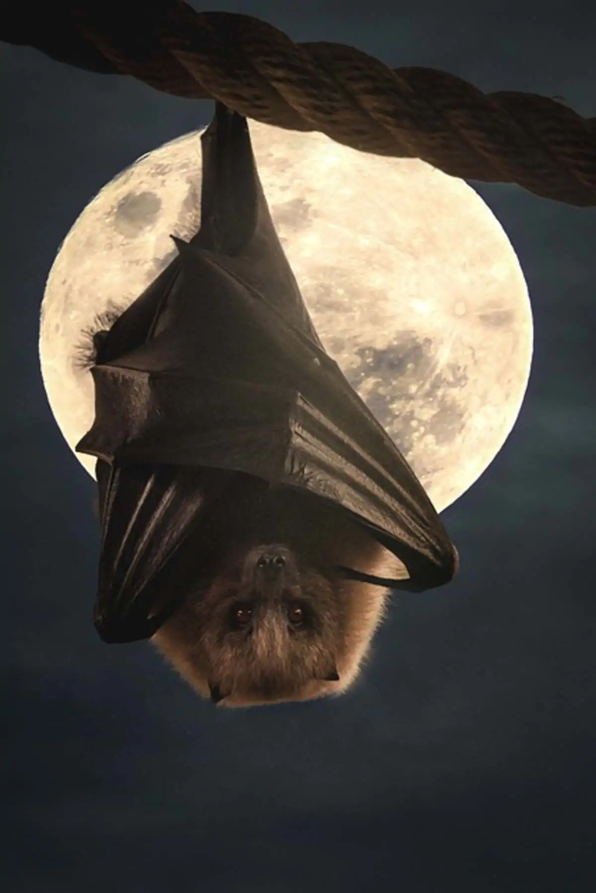bat removal in Alexandria, VA