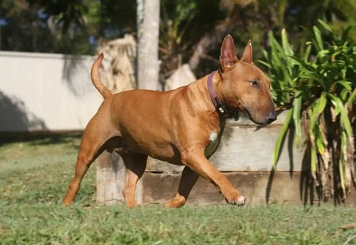 roman dog breeds
