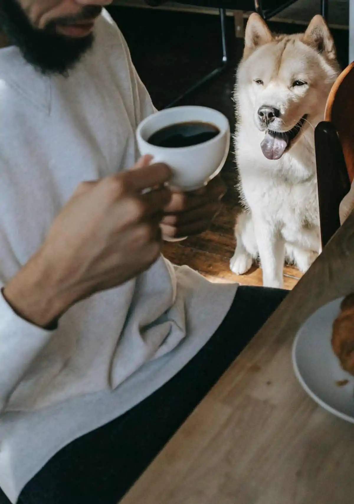 Top 10 pet friendly cafes in kolkata
