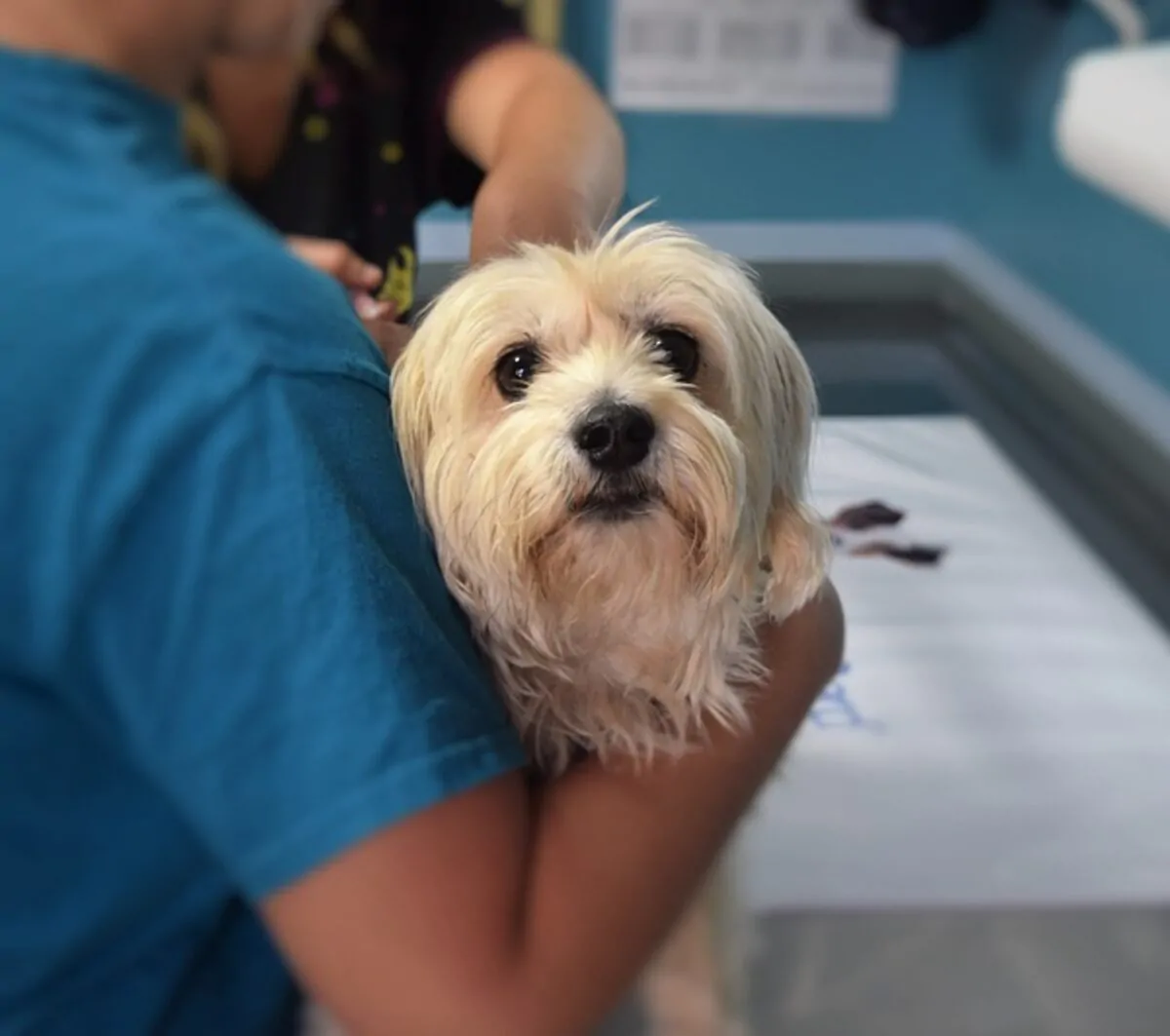 Adopt, Foster or Donate to the Best Friends Animal Hospital in NYC
