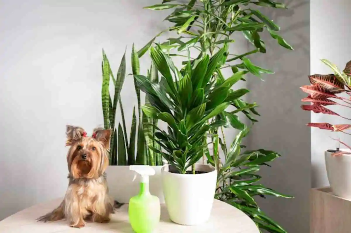 Are Snake Plants Toxic to Dogs