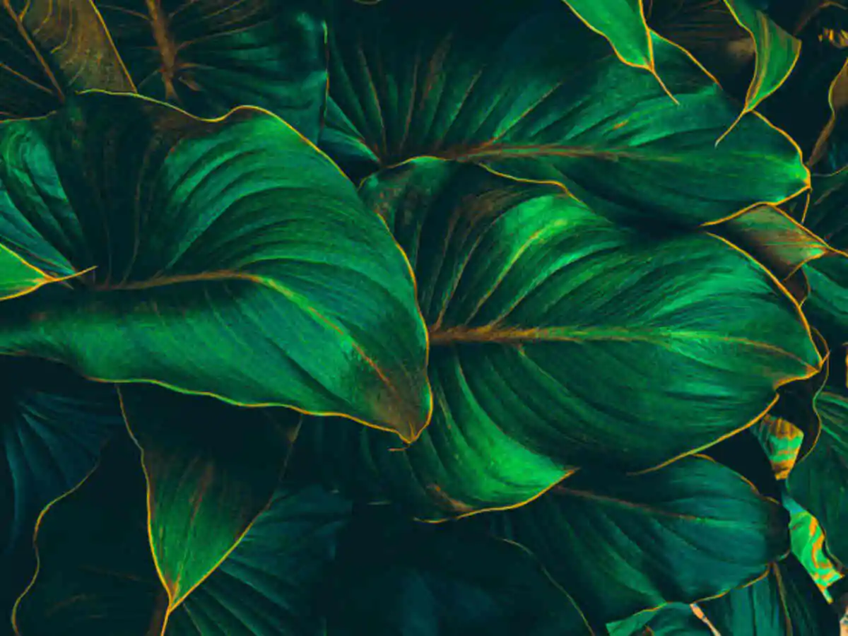 Big Leaf Plants